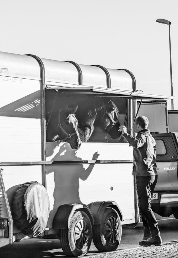 Sivep calais: simplifying horse transit across borders